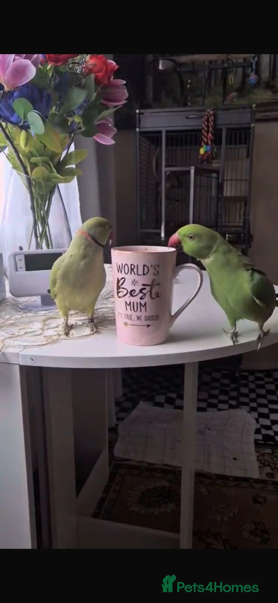 Ringnecks birds for sale: 2 ringneck parrots female and male  - Advert 2