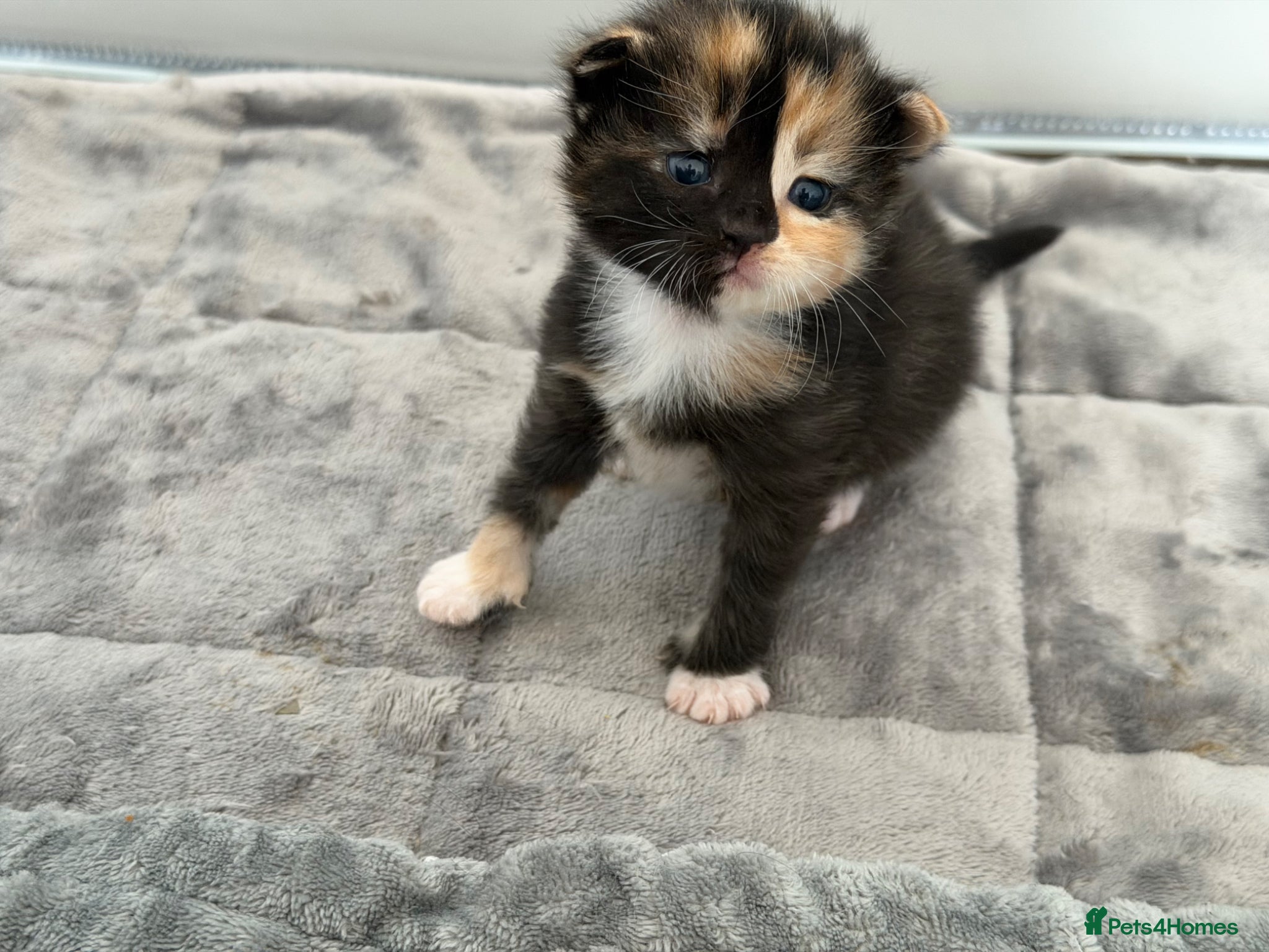 Mixed Breed cats Beautiful Kittens for Sale – Ready Soon 🐾 - Advert 3