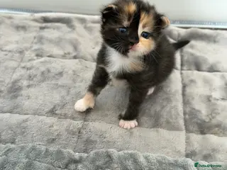 Mixed Breed cats Beautiful Kittens for Sale – Ready Soon 🐾 - Advert 3