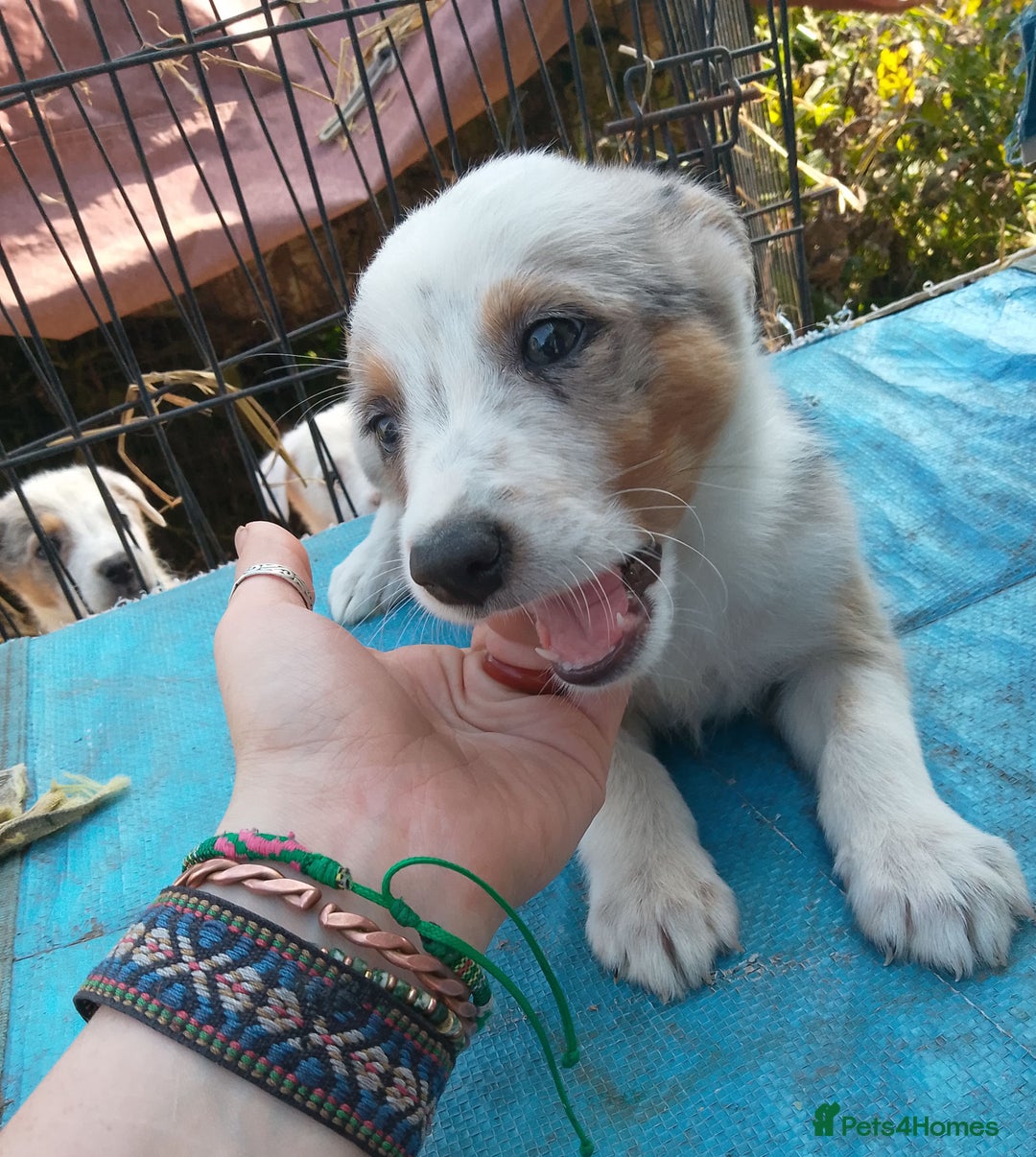 Border Collie dogs for sale: Border collie pups  - Image 6