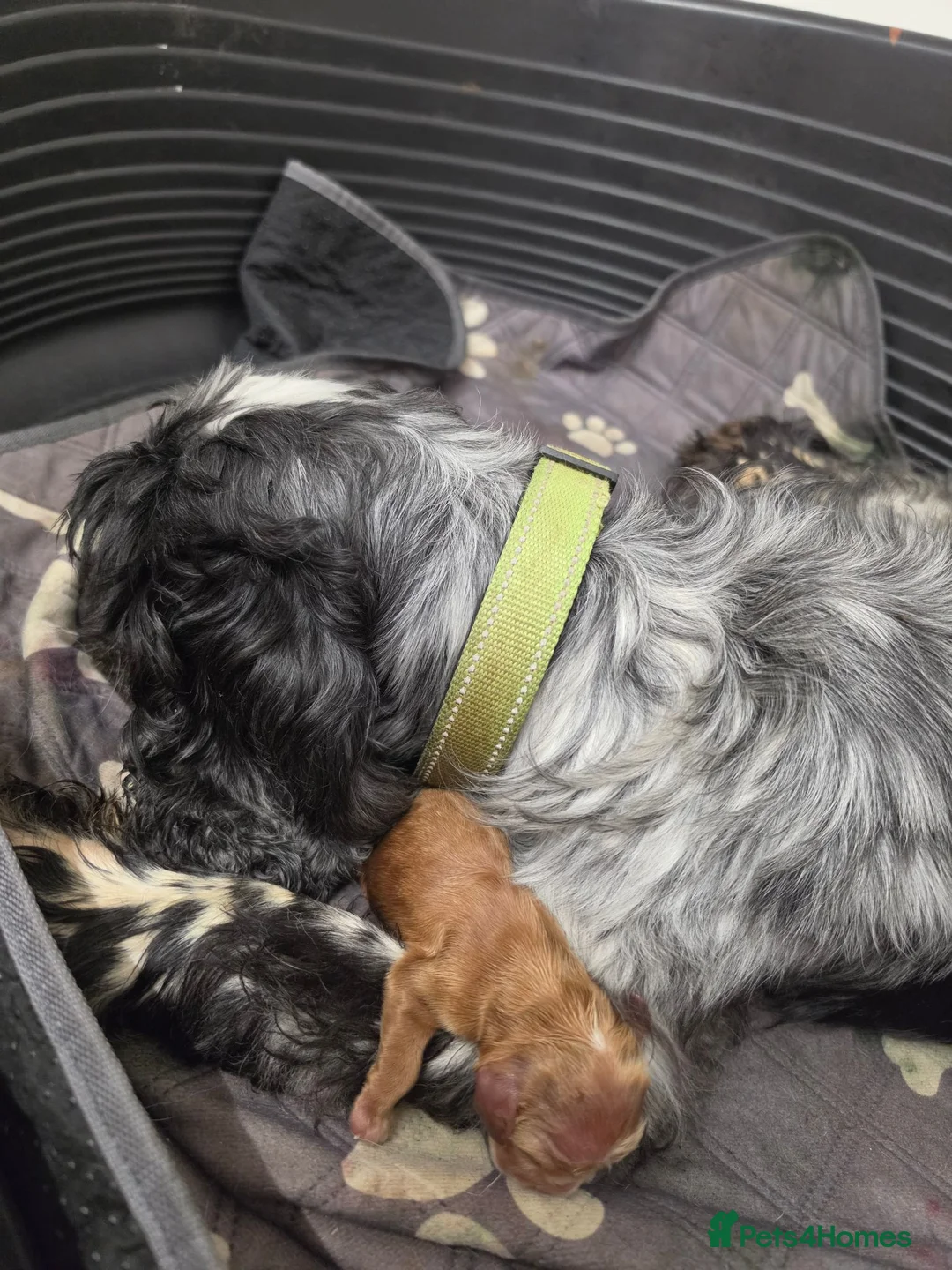 Cocker Spaniel dogs for sale: Show type Cocker spaniels  - Advert 2