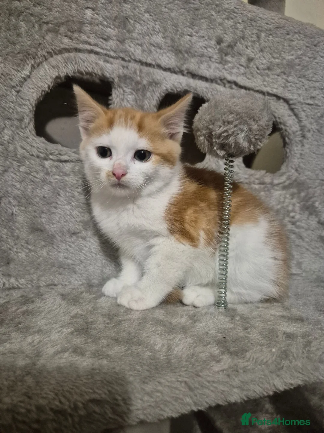 Mixed Breed cats for sale: Gorgeous kittens  - Advert 2