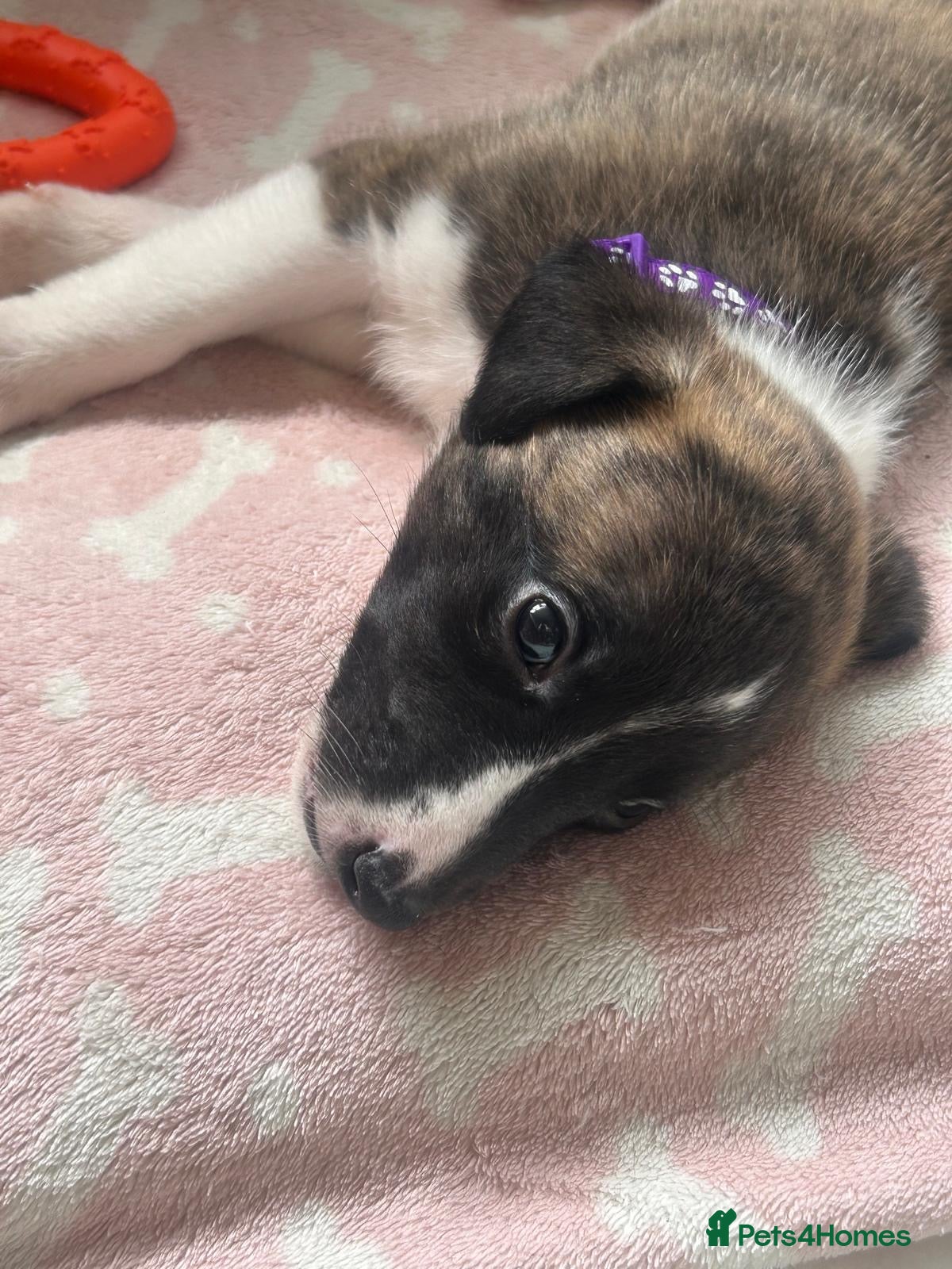 Whippet dogs Stunning pedigree whippet puppies  - Advert 1