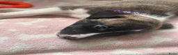 Whippet dogs for sale: One stunning pedigree whippet boy left  - Advert 9