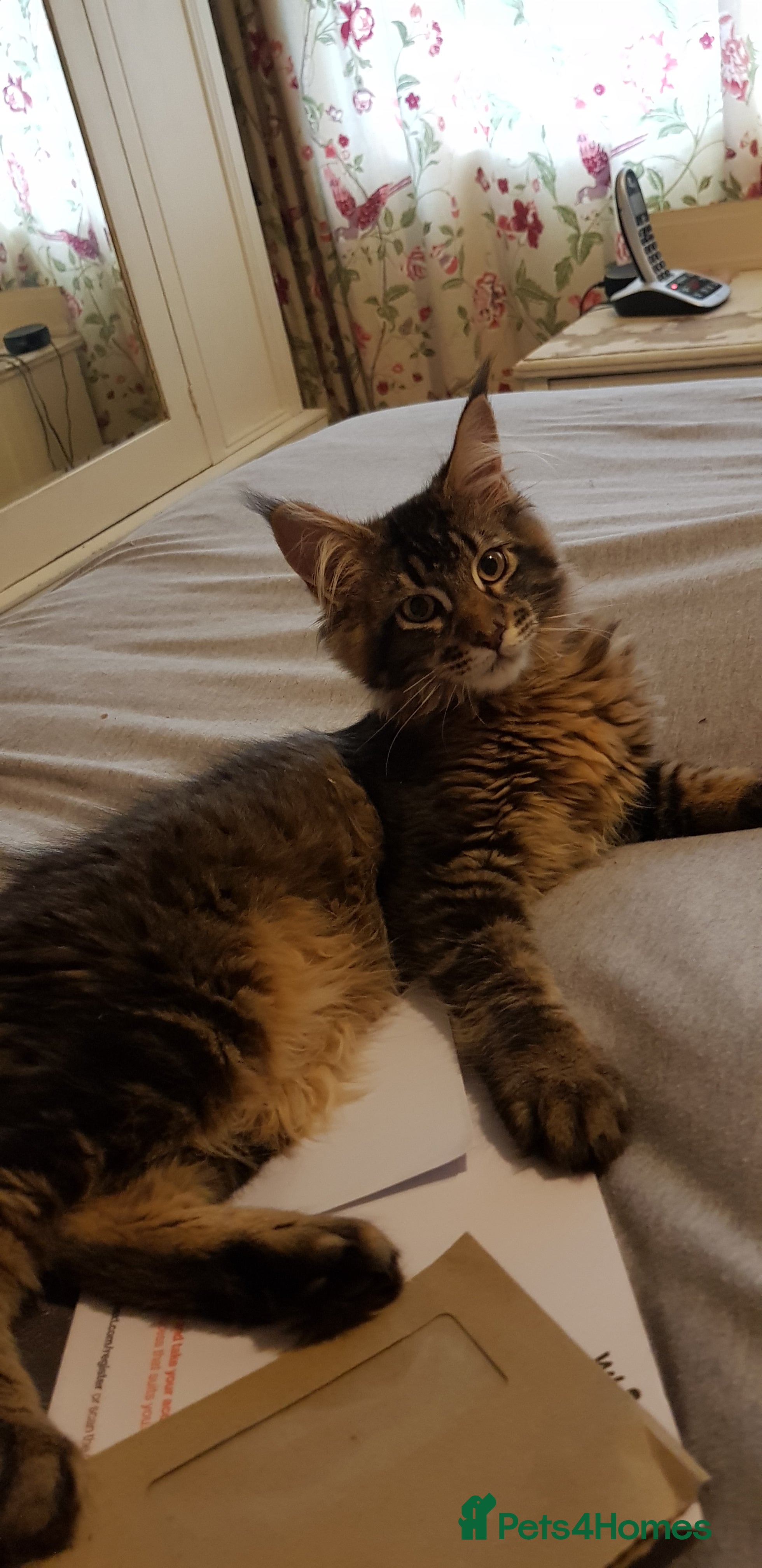 Maine Coon cats Maine coon kittens ready now  - Advert 4