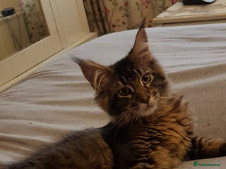 Maine Coon cats Maine coon kittens ready now - Advert 2