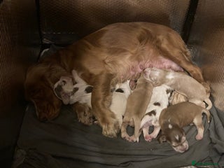 Cocker Spaniel dogs - Advert 2