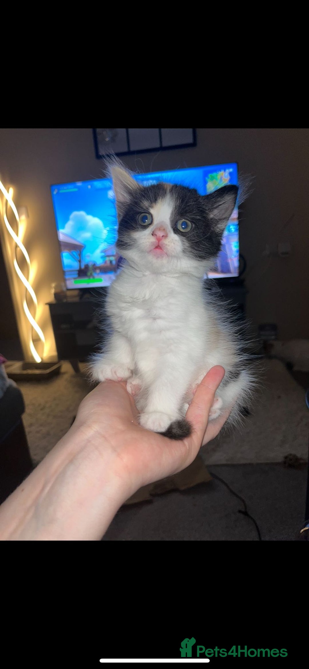 Turkish Van cats for sale: Beautiful babies ready for forever homes - Image 5
