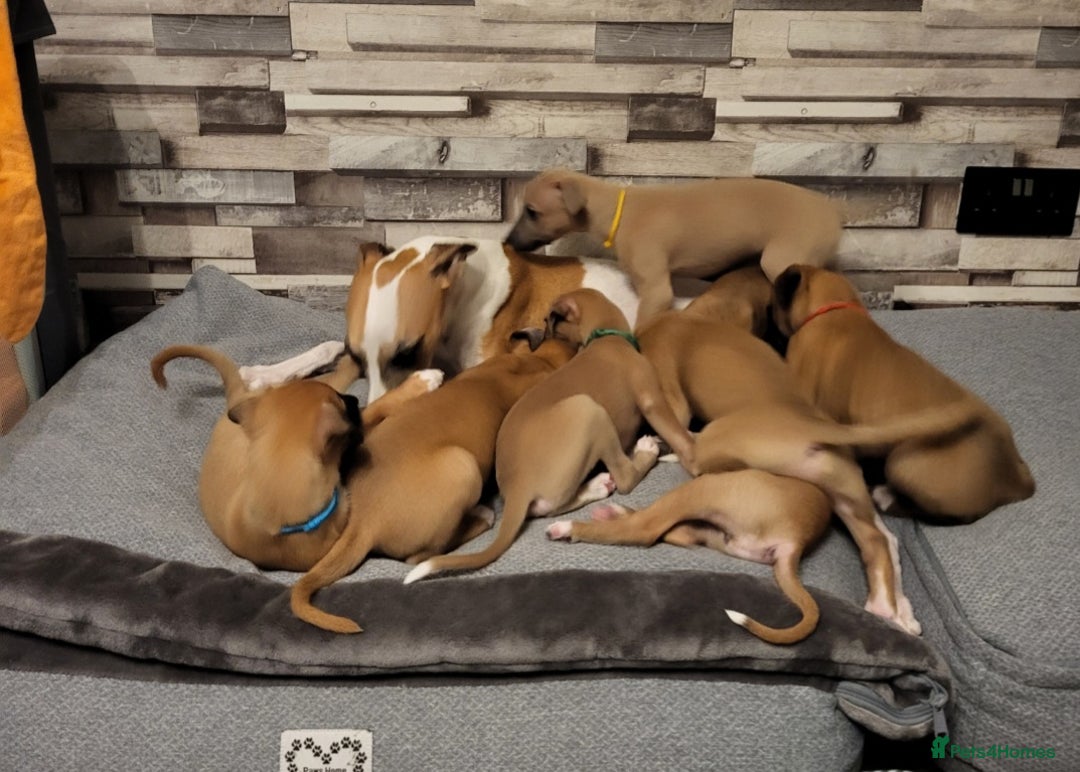 Whippet dogs for sale: These Adorable pups are needing a forever home. - Advert 13