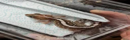 Gecko reptiles for sale: Pictus gecko breeding pair with enclosure - Advert 4