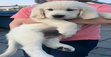 Golden Retriever dogs - Advert 12