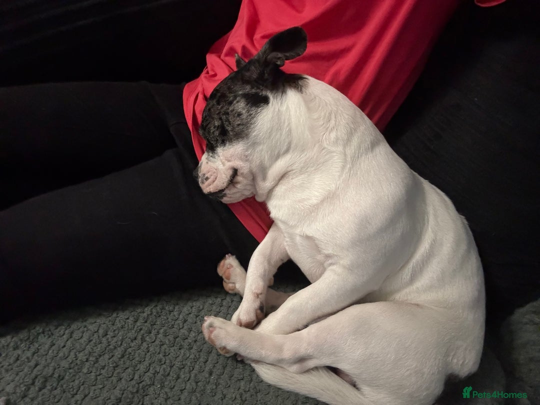 Mixed Breed dogs for sale: 15 month old male Frenchie/pug available  - Advert 7