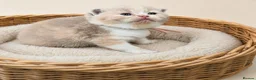 British Shorthair cats for sale: Exceptional Champion🏆 British longhair kitten - Advert 10