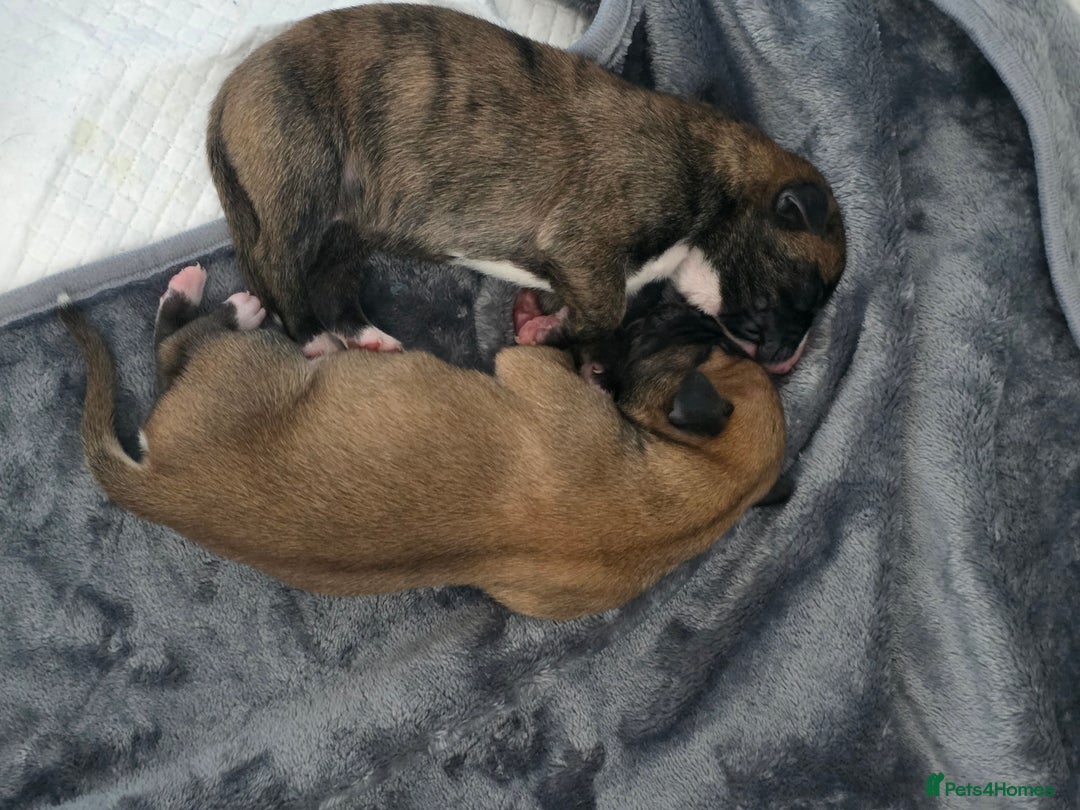 Mixed Breed dogs for sale: Pups ready around the 19th December  - Image 6