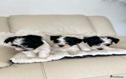 Biewer Terrier dogs for sale: ✨KC Beautiful Biewer x Biro Terrier Puppies✨   - Image 30