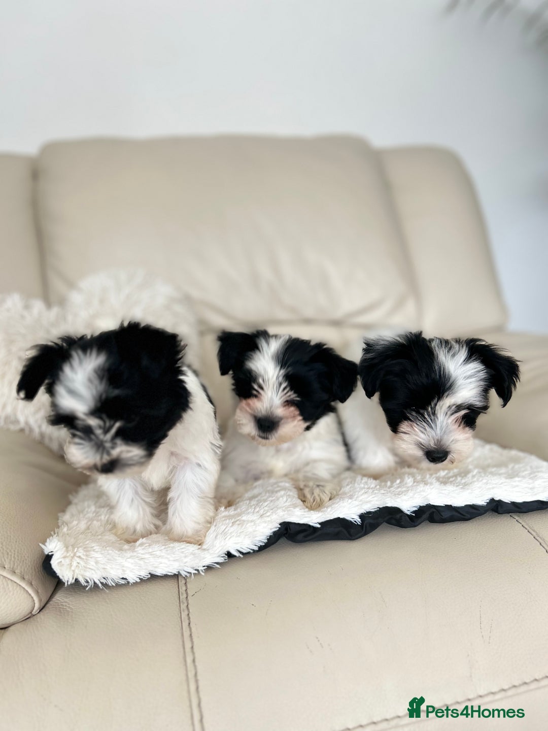 Biewer Terrier dogs for sale: ✨KC Beautiful Biewer x Biro Terrier Puppies✨   - Image 30