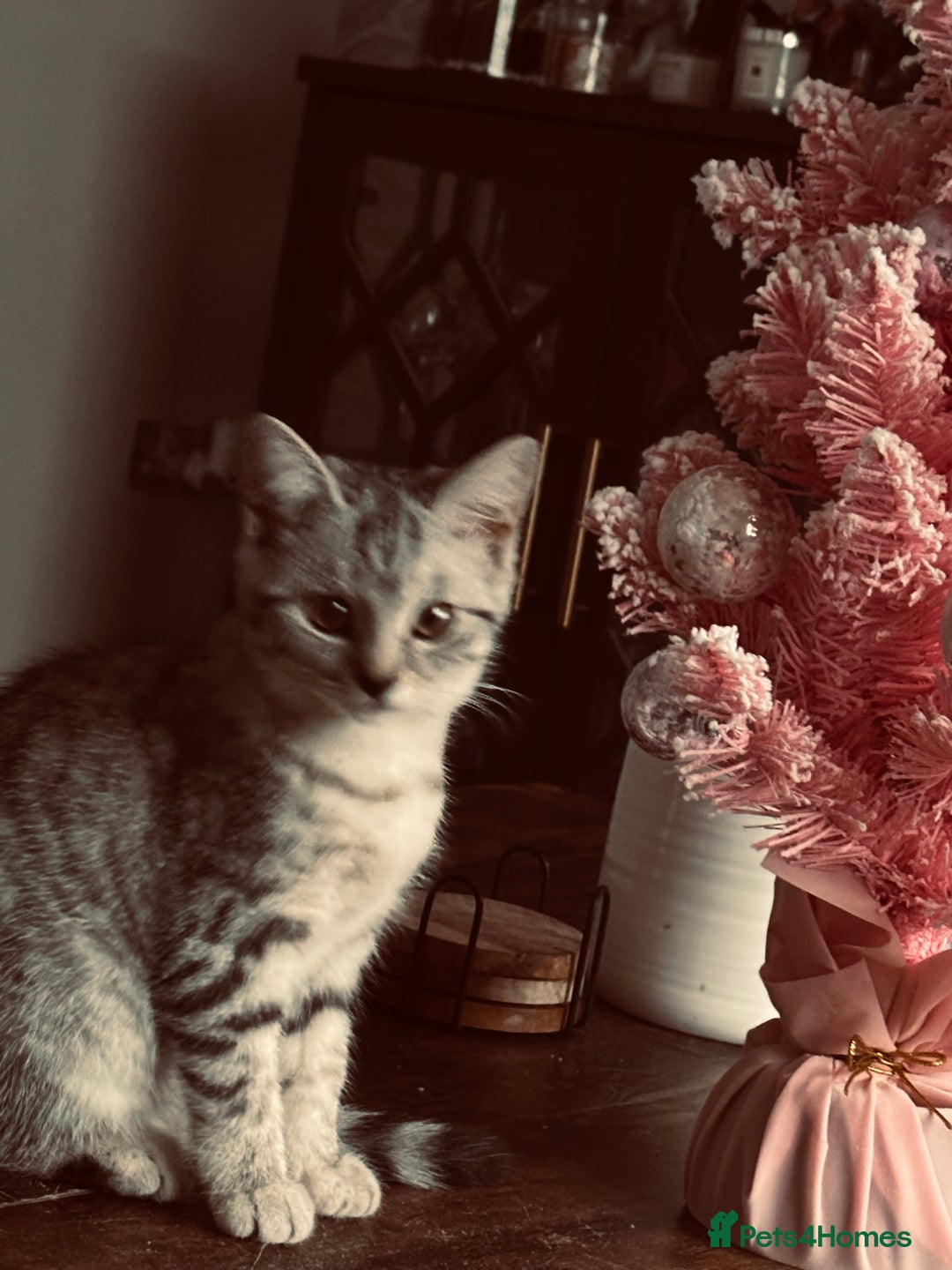 British Shorthair cats for sale: Silver tipped BSH  - Advert 2