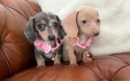 Miniature Dachshund dogs for sale: Beautiful Mini Dachshund Pups 🐶 5 Star ⭐ Breeder - Image 5