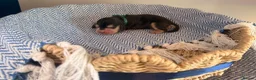Cocker Spaniel dogs for sale: Outstanding KC registered Cocker Spaniel Puppies  - Advert 35