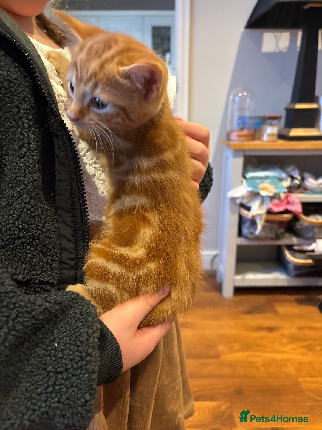 Mixed Breed cats for sale: 4 kittens for sale - Advert 6