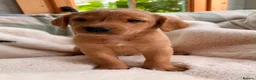 Labrador Retriever dogs for sale: kC reg fox red labs FTCH sired - Advert 6