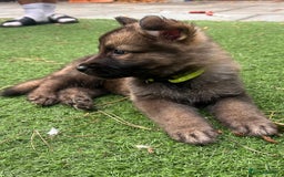 German Shepherd dogs for sale: German Shepherd Puppies, Ready to leave next week - Image 38