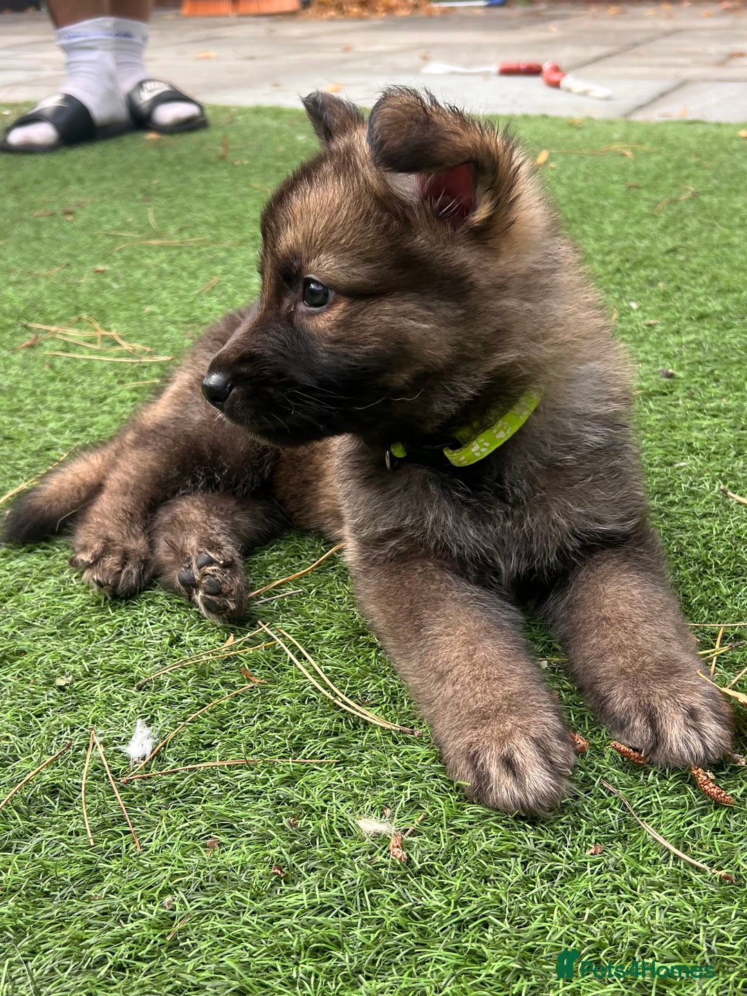 German Shepherd dogs for sale: German Shepherd Puppies, Ready to leave next week - Image 38