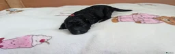 Jackapoo dogs for sale: FB1 jackapoo puppies 3 Remaining  in Stanley - Advert 6