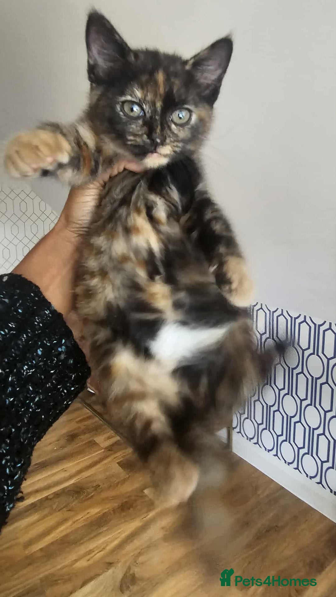 British Shorthair cats for sale: PURE BSH KITTENS READY NOW! - Image 13
