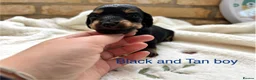Miniature Dachshund dogs for sale: Beautiful Long haired miniature Dachshund Puppies  - Advert 8