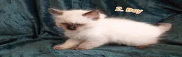 Ragdoll cats for sale: Ragdoll kitten. Ready for a new home  - Advert 14