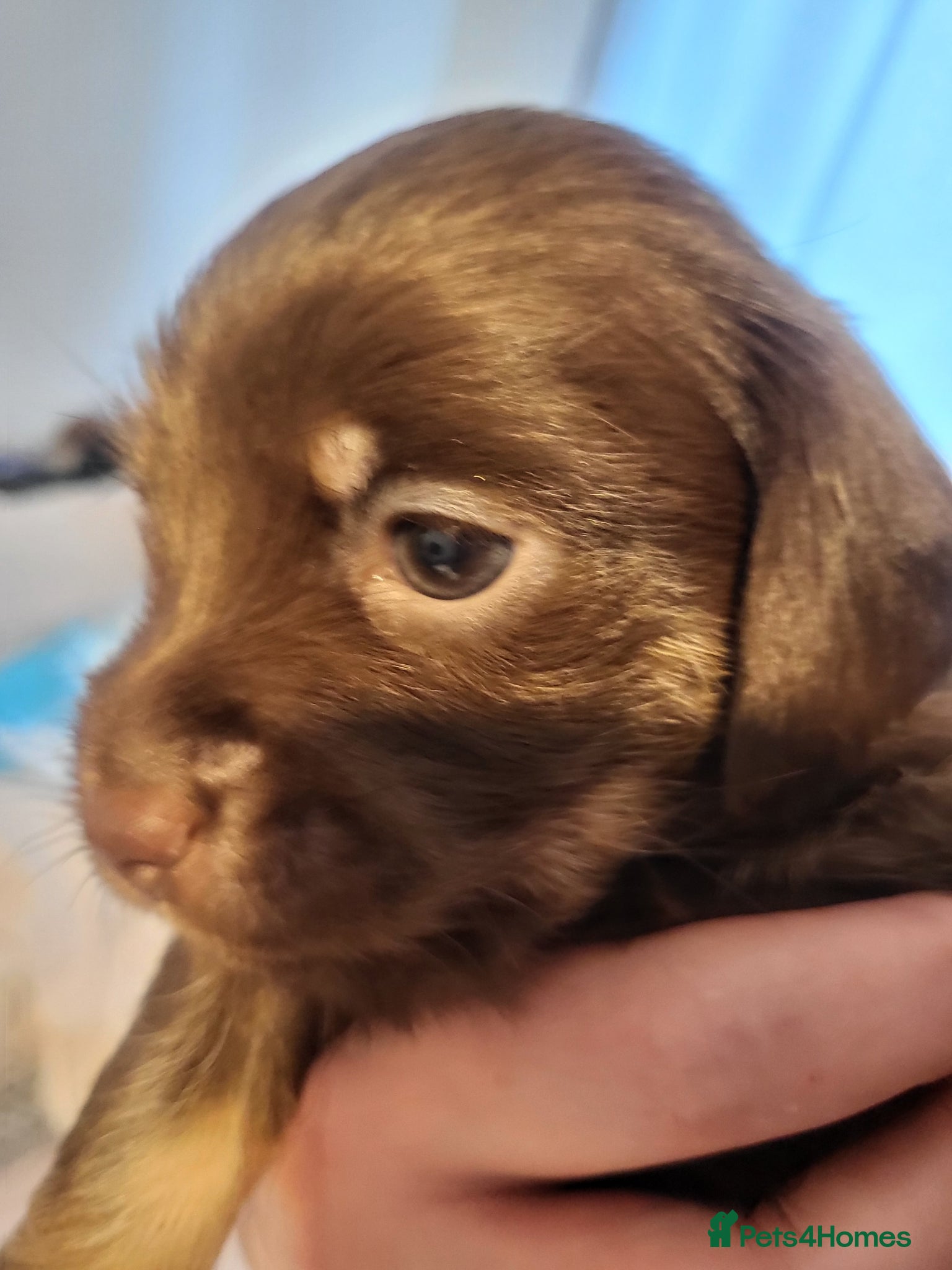 Mixed Breed Puppy 1