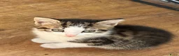 Mixed Breed cats for sale: Beautiful kittens ready to go - Advert 4