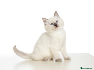 Ragdoll cats 🐾 1 Ragdoll Kitten (F) Left! - Parents GCCF 🐾 - Advert 10
