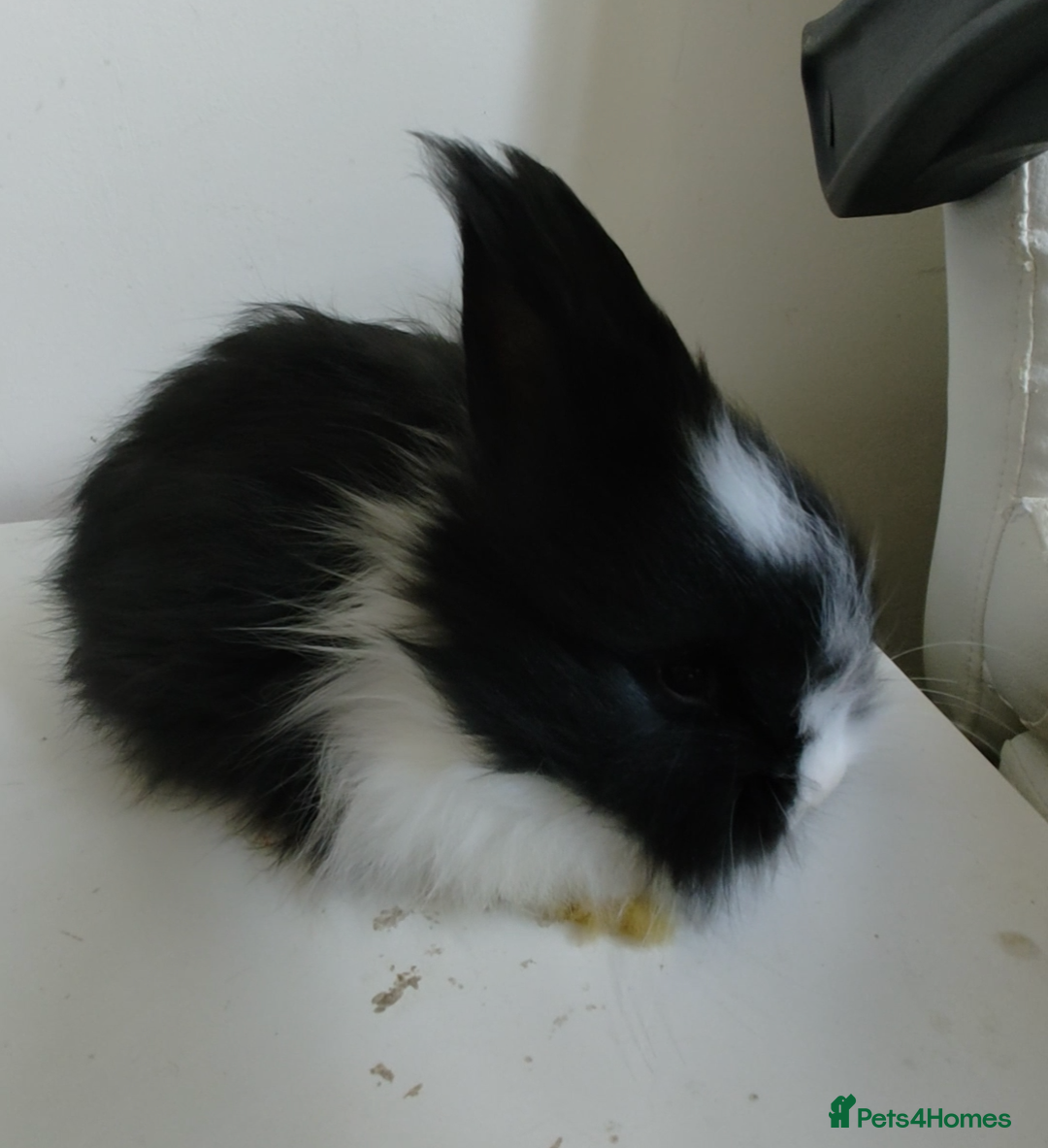 Angora rabbits 💜 Beautiful English Angora rabbits 💜 ready now  - Advert 2