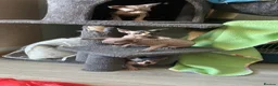 Sphynx cats for sale: Kittens are looking for new homes. - Advert 17