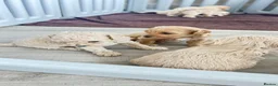 Maltipoo dogs for sale: MALTIPOOS!!! - Advert 3