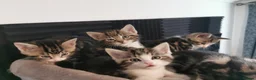 Mixed Breed cats for sale: Extra-cuddly, hand-reared, vet checked kittens  - Advert 13