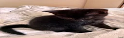 Bombay cats for sale: Bombay kitten - Advert 2