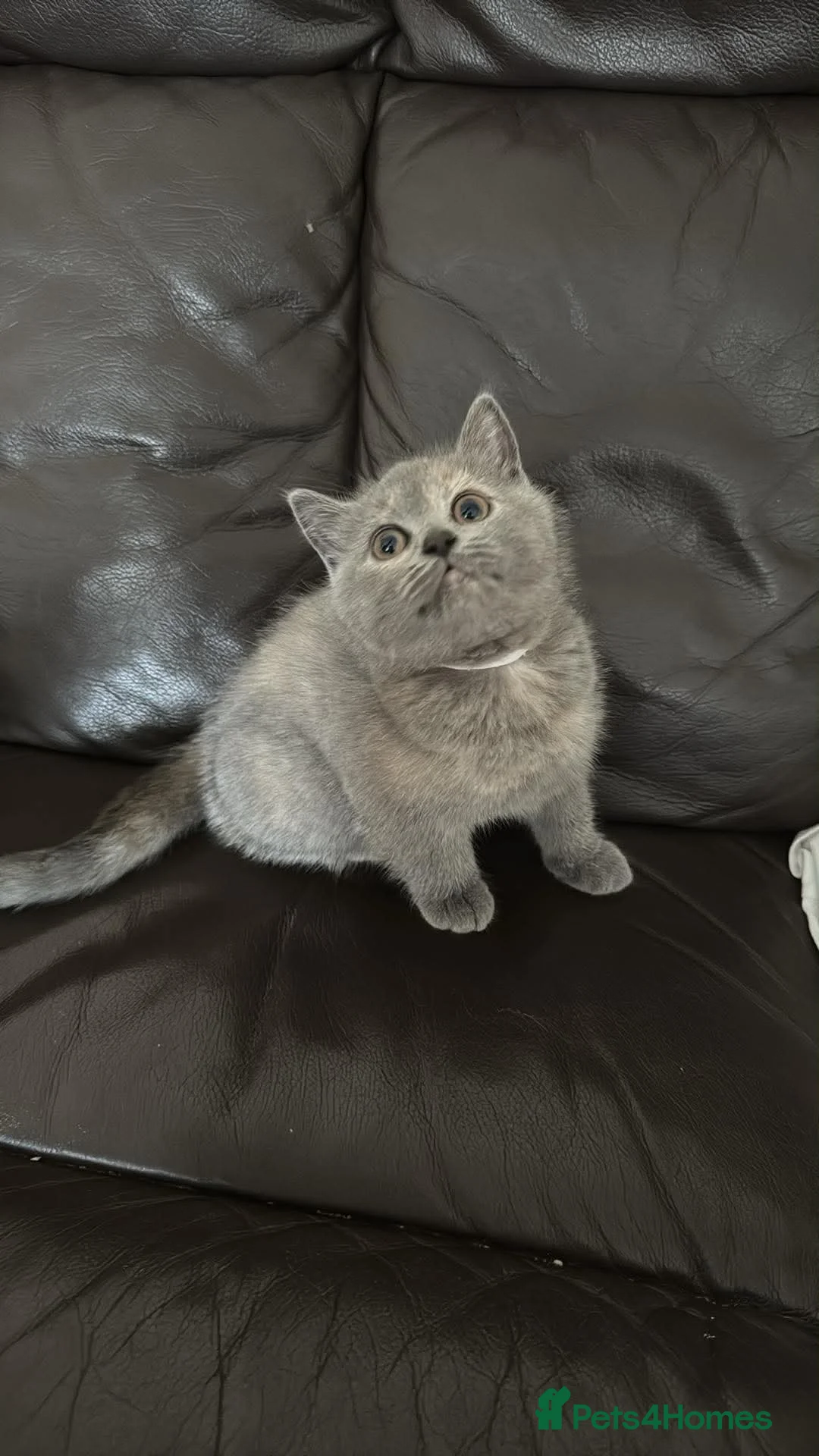 British Shorthair cats for sale:   Last British Baby ✨ - Advert 2