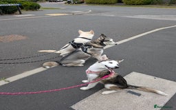 Siberian Husky dogs for sale: Siberian Husky Belle ♥️ - Image 3