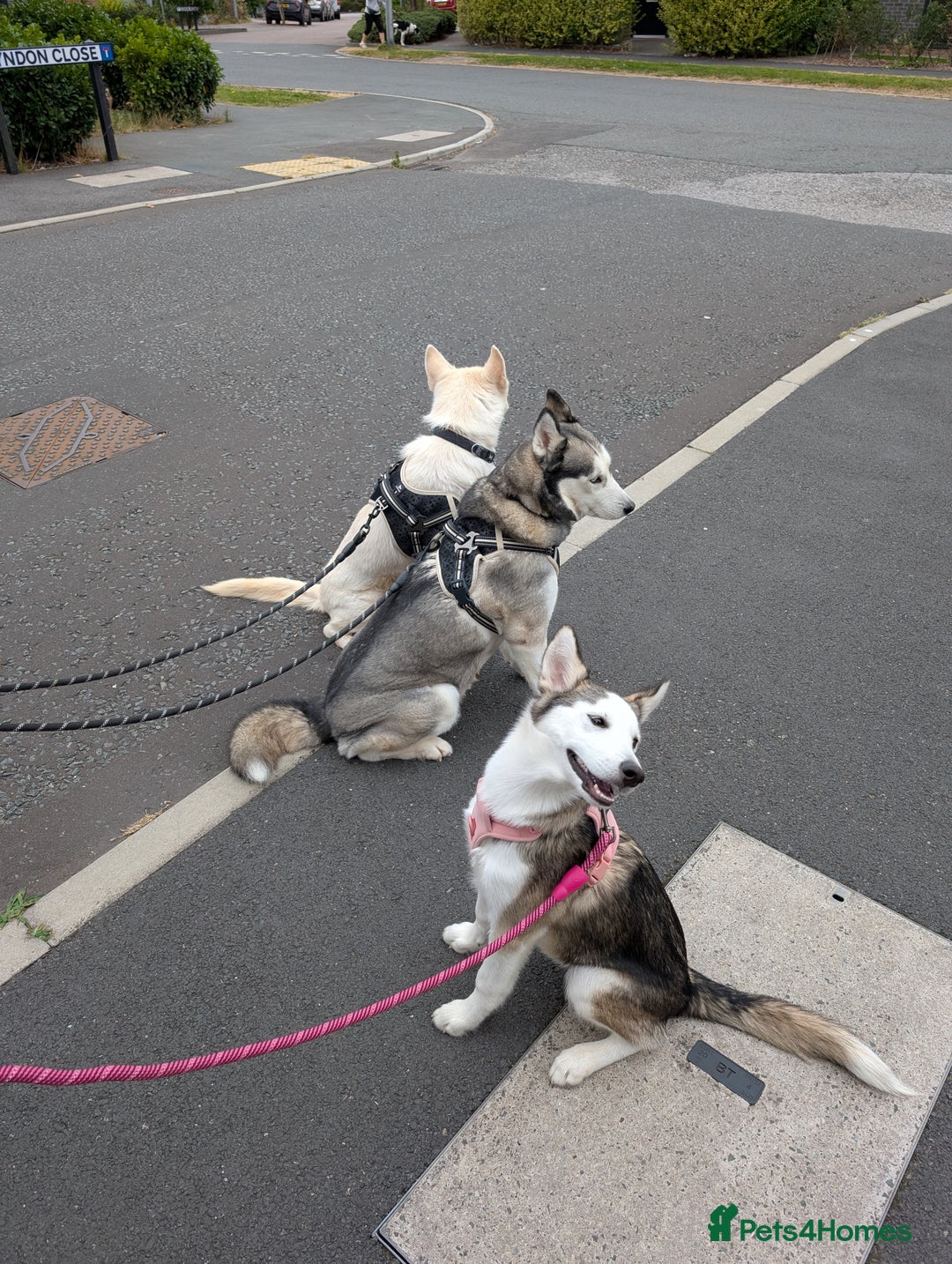 Siberian Husky dogs for sale: Siberian Husky Belle ♥️ - Image 3