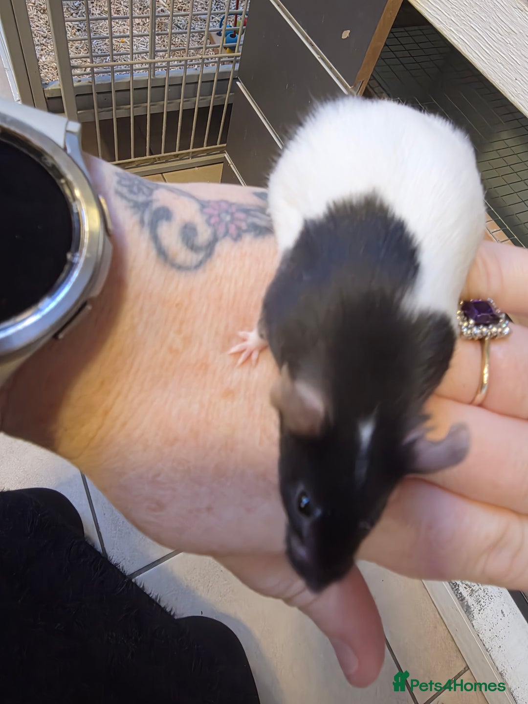 Mouse rodents for sale: Mice, males and females  - Advert 25