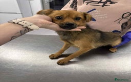 Mixed Breed dogs for adoption: Rose for adoption - Image 2