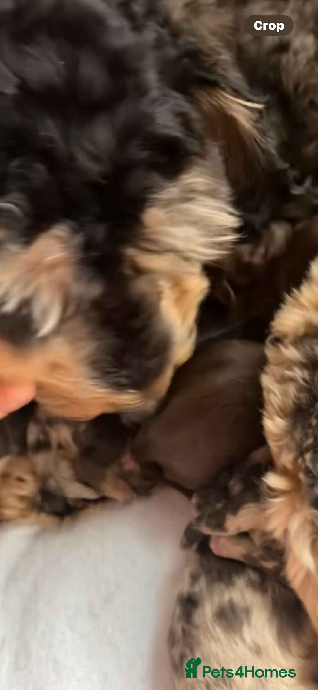 Cockapoo dogs for sale: Amazing cockerpoo pups for sale  - Image 8