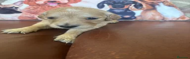 Golden Retriever Puppy 7- SOLD 