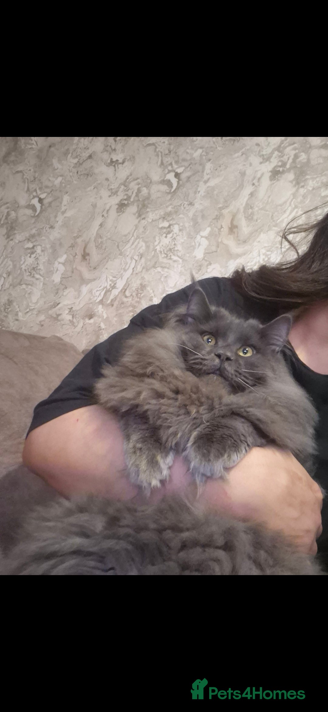 Maine Coon cats for sale: Stunning male maine coon - Advert 7