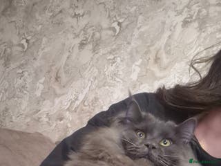 Maine Coon cats Stunning male maine coon - Advert 2