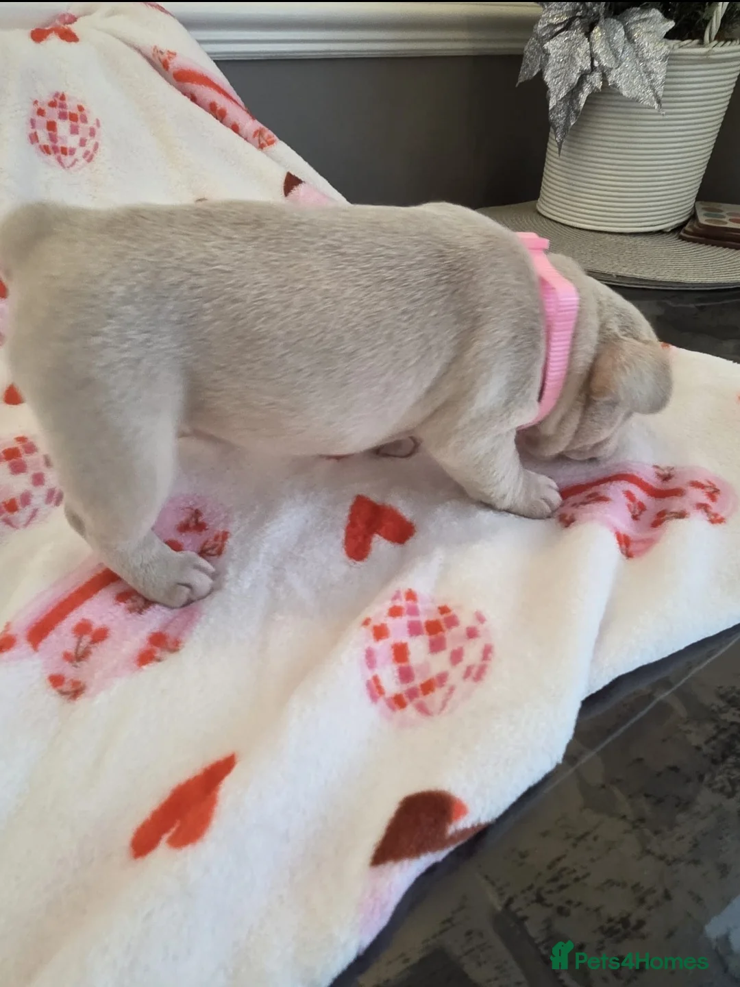 French Bulldog dogs for sale: Beautiful Frenchie puppies - Advert 3