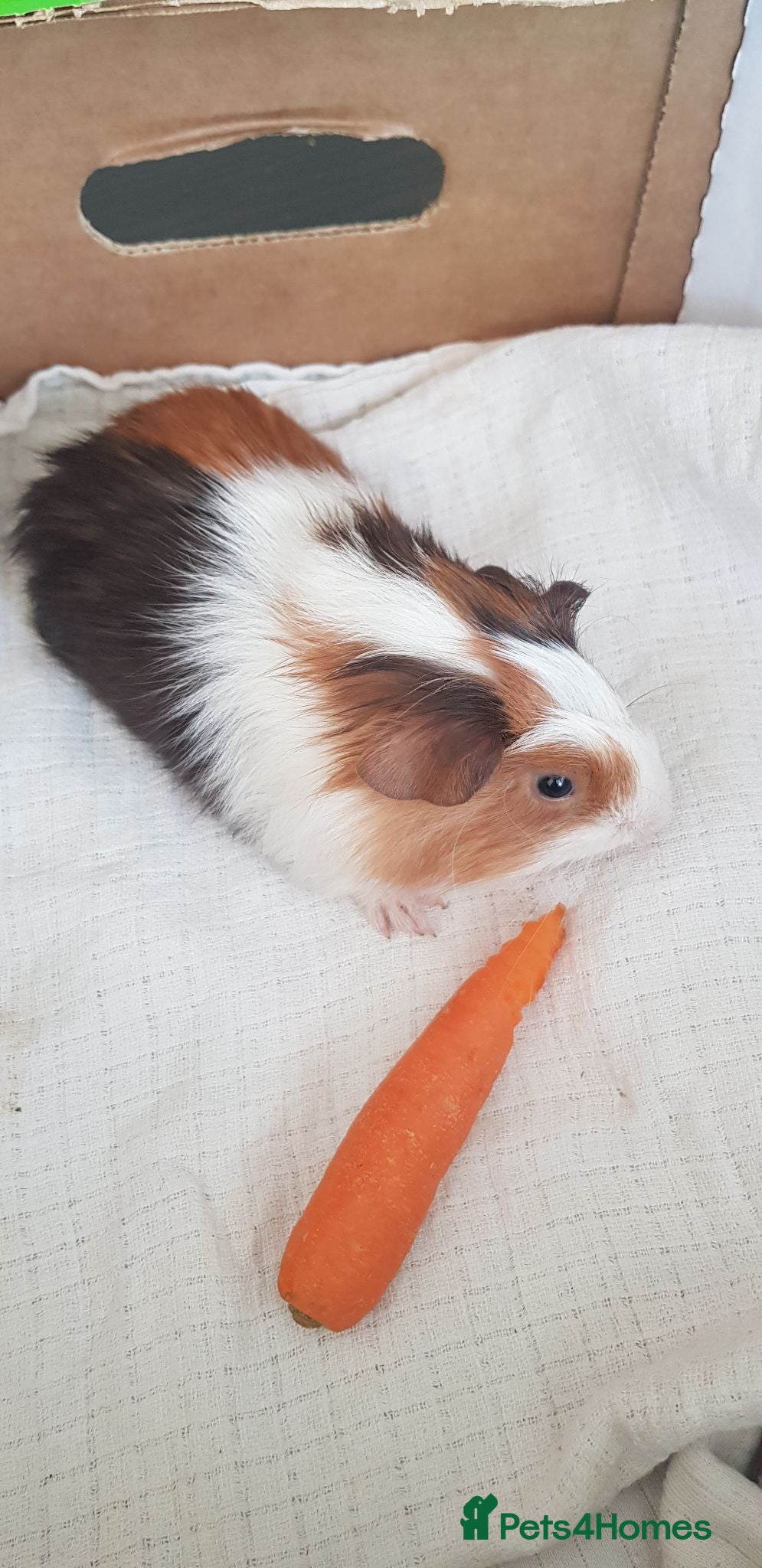 Guinea Pig rodents Guinea Pigs  - Advert 1